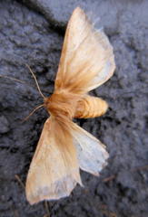 Phyllalia patens