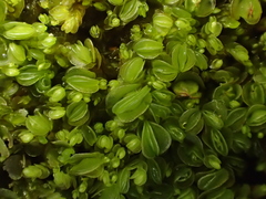 Solenostoma gracillimum