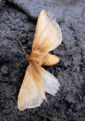 Phyllalia patens