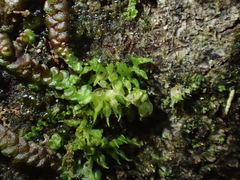 Colura calyptrifolia