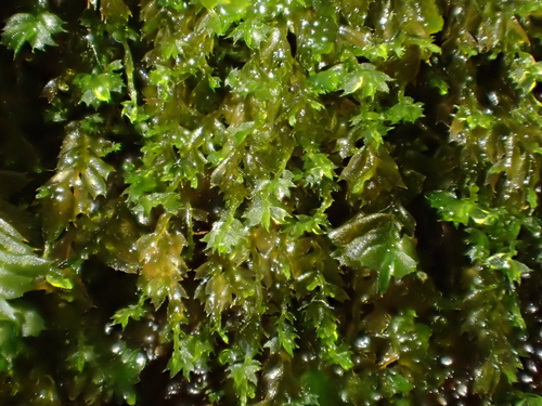 Plagiochila exigua