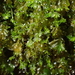 Petty Featherwort - Photo (c) George Greiff, some rights reserved (CC BY), uploaded by George Greiff