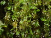 Petty Featherwort - Photo (c) George Greiff, some rights reserved (CC BY), uploaded by George Greiff