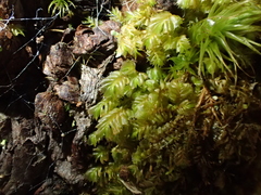 Plagiochila punctata