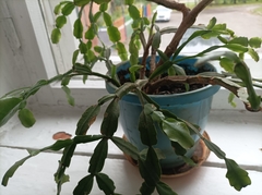 Rhipsalidopsis gaertneri