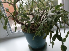 Rhipsalidopsis gaertneri