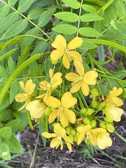 Senna ligustrina