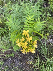 Senna ligustrina