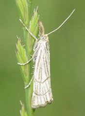 Chrysocrambus