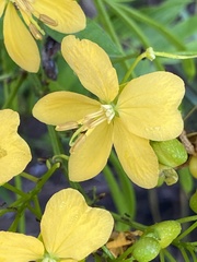Senna ligustrina