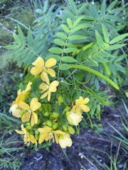Senna ligustrina