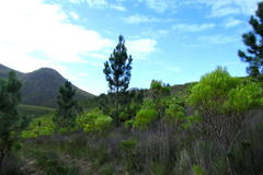 Pinus elliottii elliottii