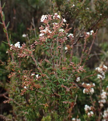 Leucopogon collinus