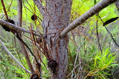 Pinus elliottii elliottii