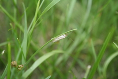 Chrysocrambus