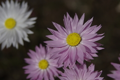 Rhodanthe manglesii