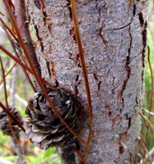 Pinus elliottii elliottii
