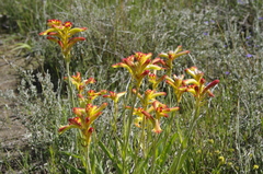 Anigozanthos humilis humilis