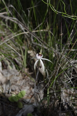 Caladenia pendens pendens