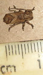 Pterolophia angulata marshalli