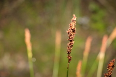 Machaerina rubiginosa