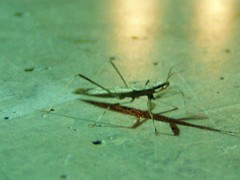 Sastrapada baerensprungi