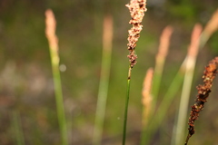Machaerina rubiginosa