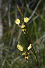 Diuris laxiflora