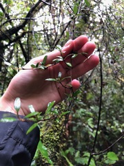 Coprosma propinqua propinqua