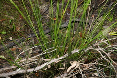 Machaerina rubiginosa