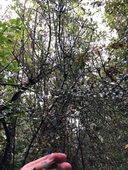 Coprosma propinqua propinqua