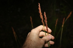 Machaerina rubiginosa
