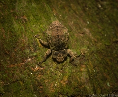 Tychreus sellatus