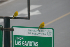 Sicalis flaveola
