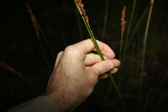 Machaerina rubiginosa