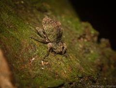 Tychreus sellatus