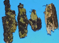 Phlebia ludoviciana