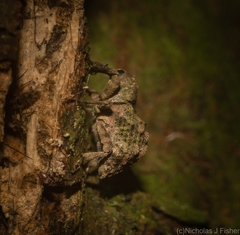 Tychreus sellatus