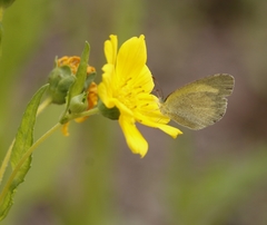 Eurema brigitta
