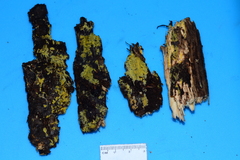 Phlebia ludoviciana