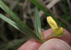 Argyrolobium harveyanum