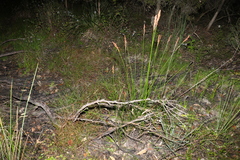 Machaerina rubiginosa