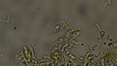 Phlebia ludoviciana