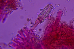 Phlebia ludoviciana