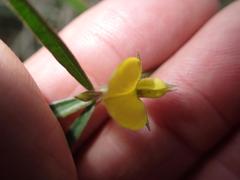 Argyrolobium harveyanum