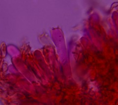 Phlebia ludoviciana