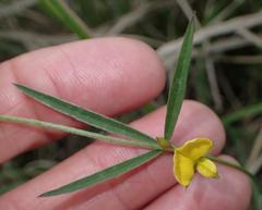 Argyrolobium harveyanum