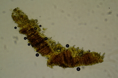 Phlebia ludoviciana