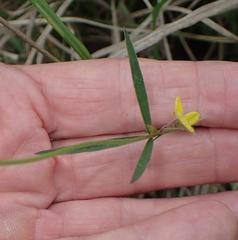 Argyrolobium harveyanum