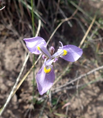 Moraea algoensis